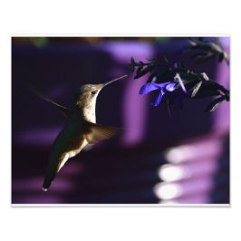 Hummingbird and Salvia Black & Blue Foto Afdruk
