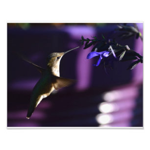 Hummingbird and Salvia Black & Blue Foto Afdruk