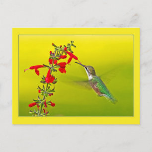 Hummingbird and Salvia Briefkaart