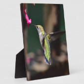 Hummingbird and Salvia Flower Fotoplaat (Zijkant)