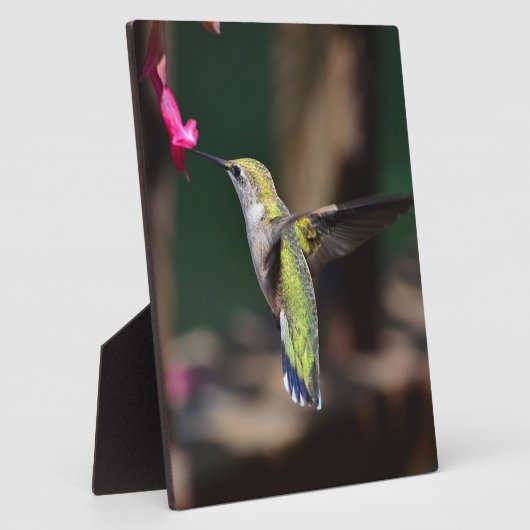 Hummingbird and Salvia Flower Fotoplaat (Zijkant)