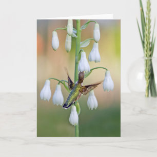 Hummingbird and Summer Hyacinth Kaart
