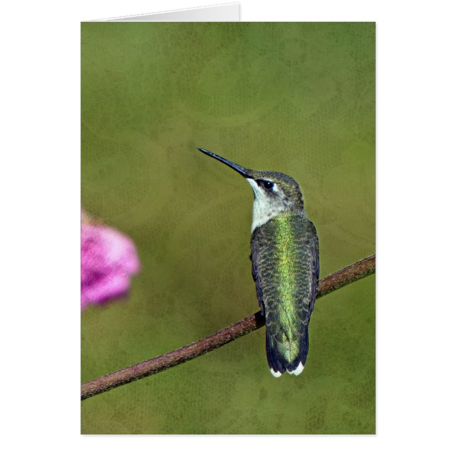 Hummingbird and Zinnia (Voorkant)