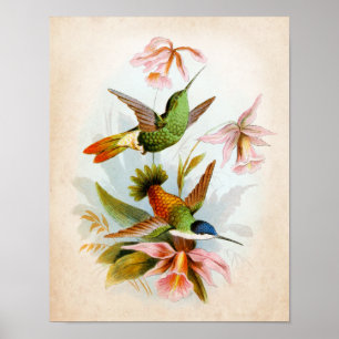 Hummingbird Art nr. 13 Poster