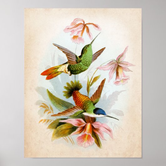 Hummingbird Art nr. 13 Poster (Voorkant)