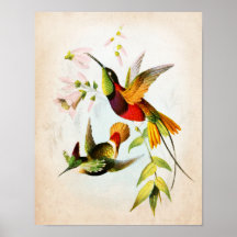 Hummingbird Artwork no. 15 Vintage Bird Art
