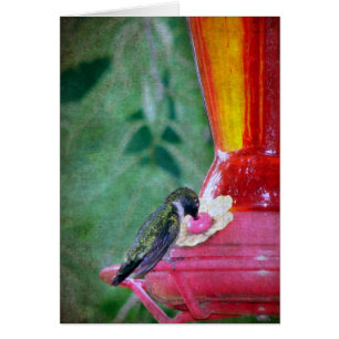 Hummingbird at Feeder