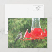 Hummingbird at Feeder Briefkaart (Voorkant / Achterkant)