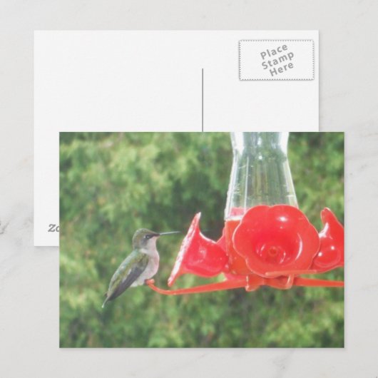 Hummingbird at Feeder Briefkaart (Voorkant / Achterkant)