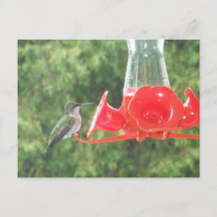 Hummingbird at Feeder Briefkaart
