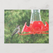 Hummingbird at Feeder Briefkaart (Voorkant)