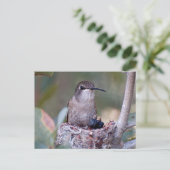 Hummingbird Babies 2 Briefkaart (Staand voorkant)