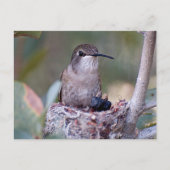 Hummingbird Babies 2 Briefkaart (Voorkant)