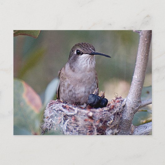 Hummingbird Babies 2 Briefkaart (Voorkant)