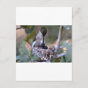 Hummingbird Babies Briefkaart