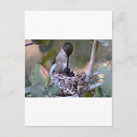 Hummingbird Babies Briefkaart (Voorkant)
