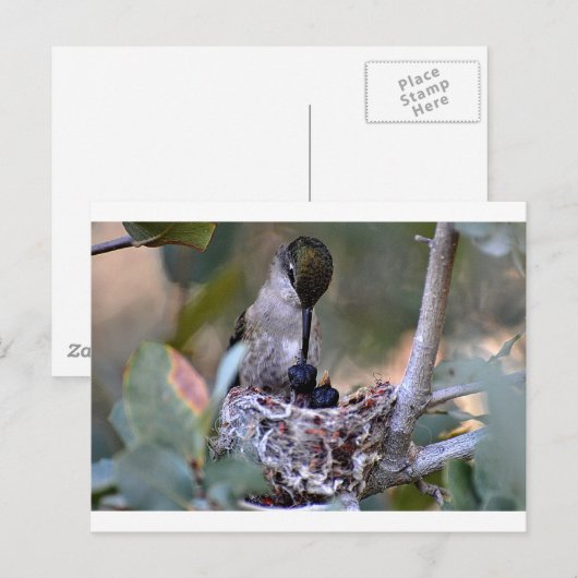 Hummingbird Babies Briefkaart (Voorkant / Achterkant)
