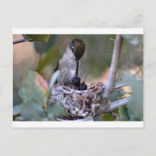 Hummingbird Babies Briefkaart