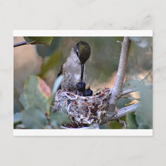 Hummingbird Babies Briefkaart (Voorkant)