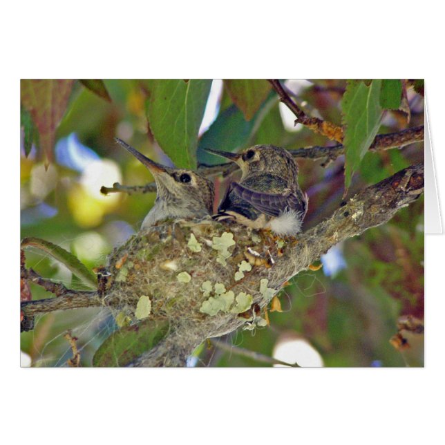 Hummingbird Baby's in nest - Kaart (Voorkant Horizontaal)