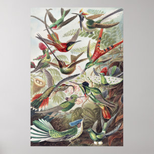 Hummingbird Bird Wildlife Classic Schilderij Poster