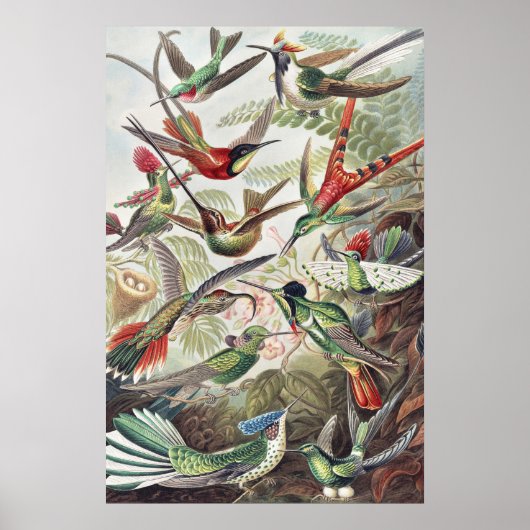 Hummingbird Bird Wildlife Classic Schilderij Poster (Voorkant)