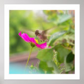 Hummingbird Bird Wildlife Floral Poster (Voorkant)