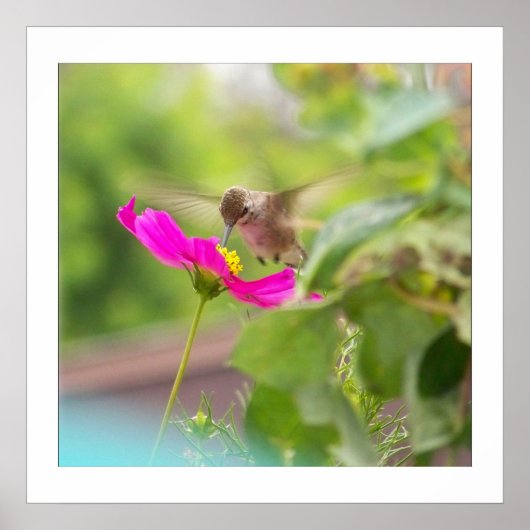 Hummingbird Bird Wildlife Floral Poster (Voorkant)