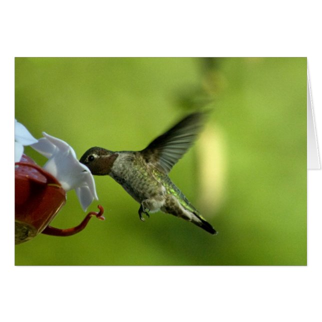 Hummingbird Blank (Voorkant Horizontaal)