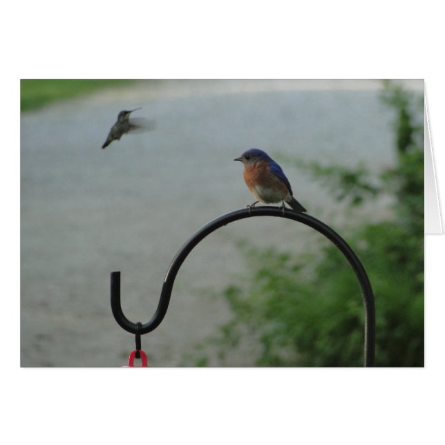 Hummingbird & Bluebird, Religieuze (Voorkant Horizontaal)
