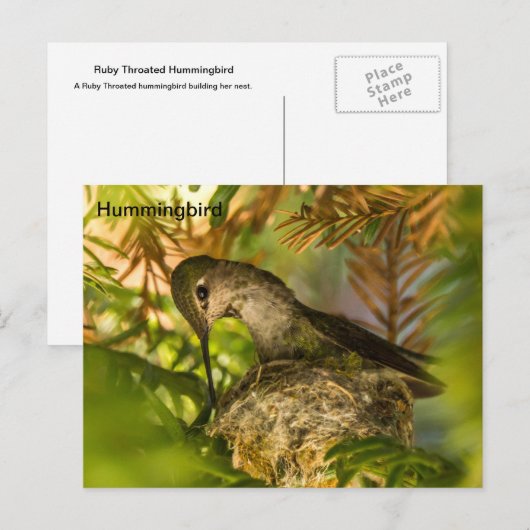 Hummingbird bouwt een nest-Briefkaart Briefkaart (Voorkant / Achterkant)
