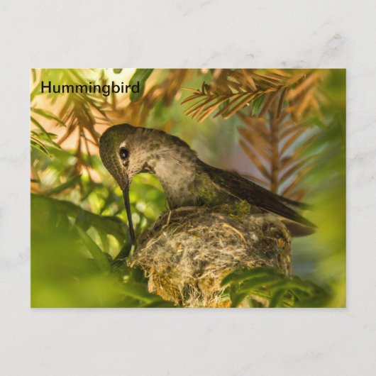 Hummingbird bouwt een nest-Briefkaart Briefkaart (Voorkant)