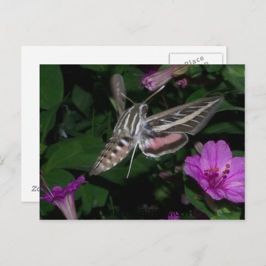 HUMMINGBIRD BRIEFKAART 2 (Voorkant / Achterkant)