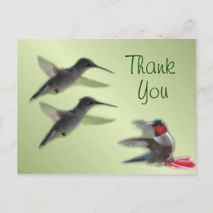 Hummingbird Briefkaart Dank u wel of niet