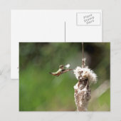Hummingbird Building a Nest Briefkaart (Voorkant / Achterkant)