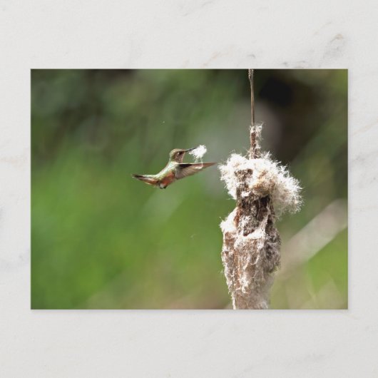 Hummingbird Building a Nest Briefkaart (Voorkant)