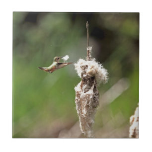 Hummingbird Building a Nest Tegeltje