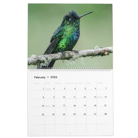 Hummingbird Calendar Kalender (Feb 2026)