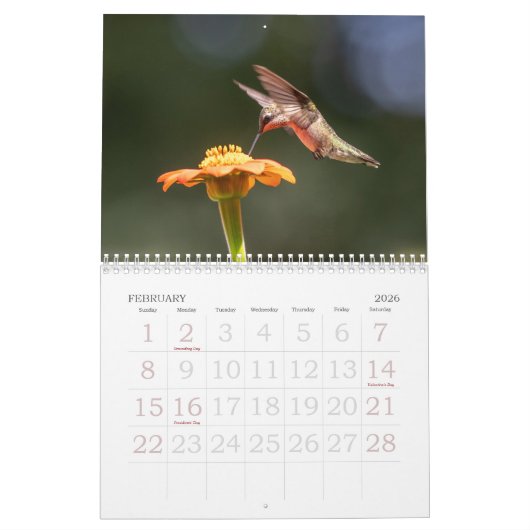 Hummingbird Calendar Kalender (Feb 2026)
