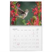 Hummingbird Calendar Kalender (Jan 2027)