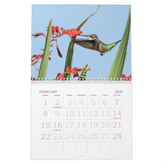 Hummingbird Calendar Kalender (Feb 2026)