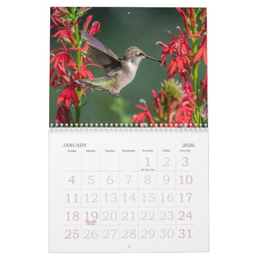 Hummingbird Calendar Kalender (Jan 2026)