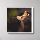 Hummingbird Canvas Print (Voorkant)