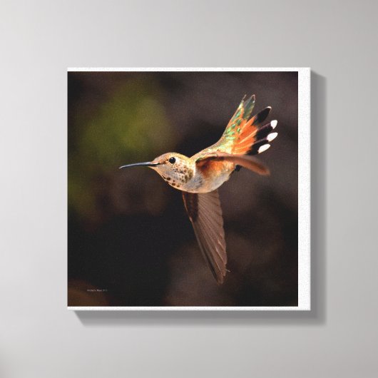 Hummingbird Canvas Print (Voorkant)