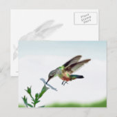Hummingbird Card Briefkaart (Voorkant / Achterkant)