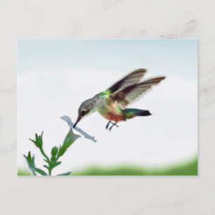 Hummingbird Card Briefkaart