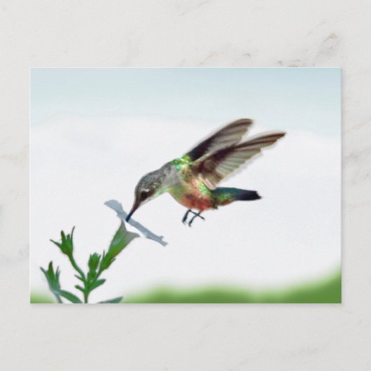 Hummingbird Card Briefkaart (Voorkant)