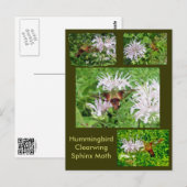 Hummingbird Clear Wing Moth Coordinating Items Briefkaart (Voorkant / Achterkant)