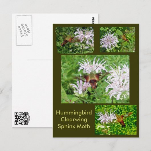 Hummingbird Clear Wing Moth Coordinating Items Briefkaart (Voorkant / Achterkant)