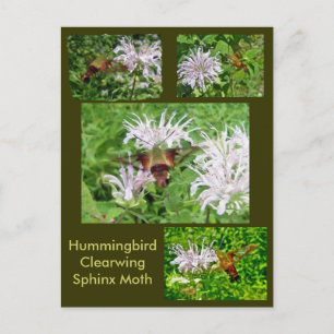 Hummingbird Clear Wing Moth Coordinating Items Briefkaart